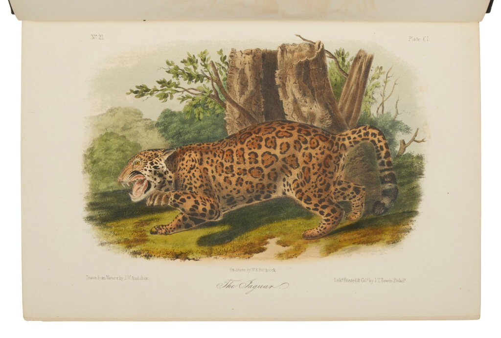 View full screen - View 1 of Lot 1108. Audubon, John James and John Bachman | The undated Lockwood octavo edition.