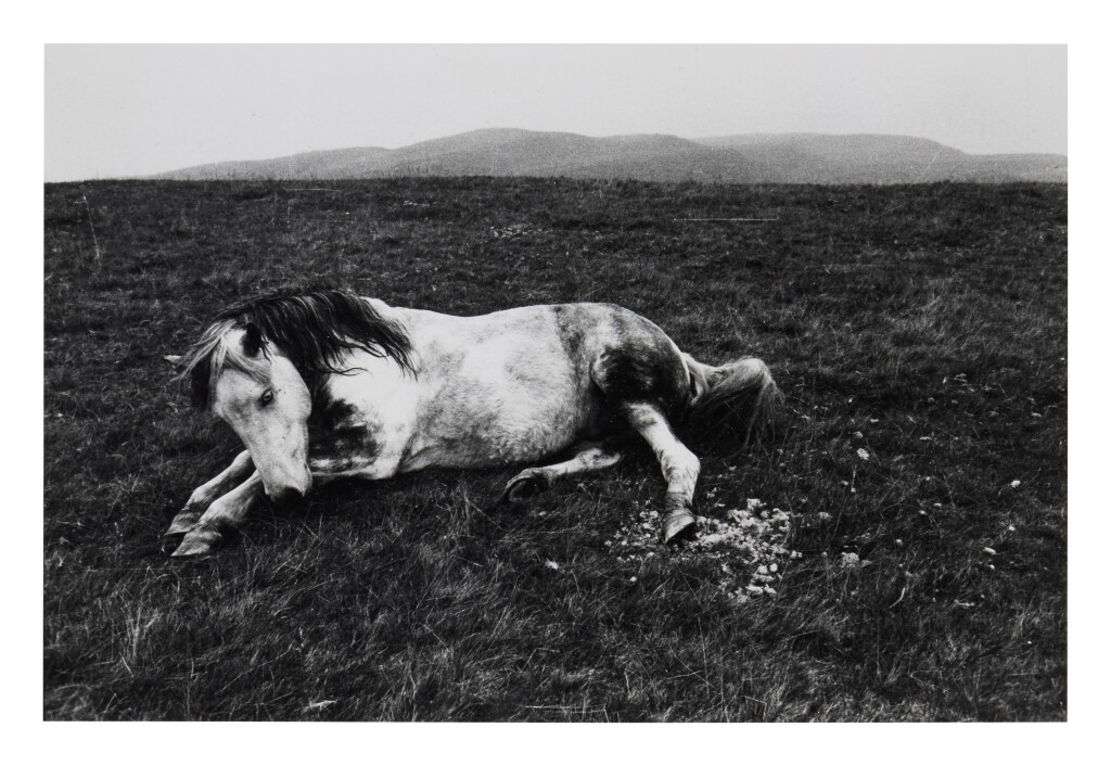 View full screen - View 1 of Lot 77. Horse, Wales.