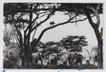 Garden of Eden, 1984