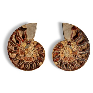 View full screen - View 1 of Lot 19. A Split Ammonite.
