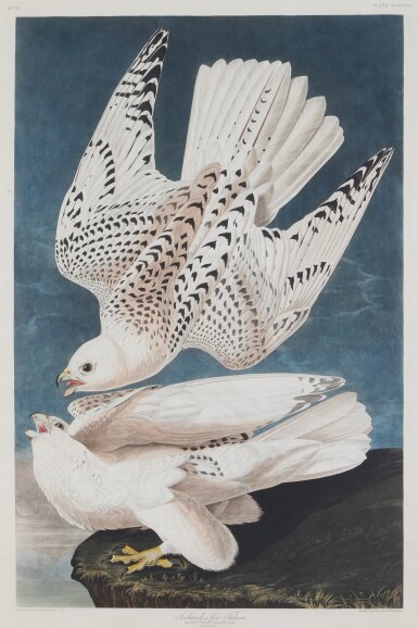 View full screen - View 1 of Lot 13. Iceland or Jer Falcon (Plate CCCLXVI).