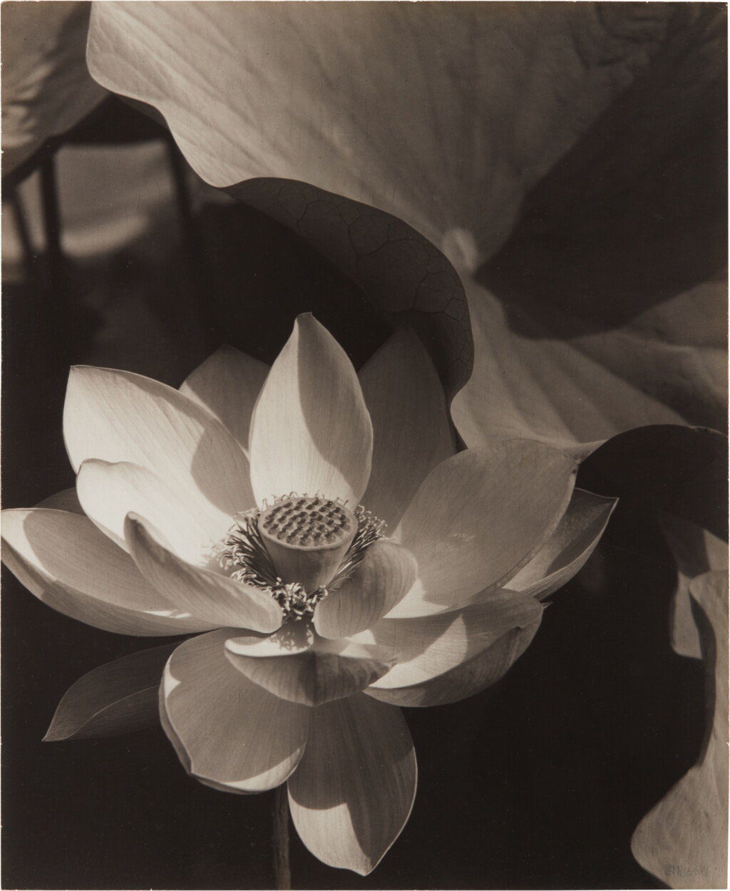 View full screen - View 1 of Lot 70. Lotus, Mount Kisco, New York.