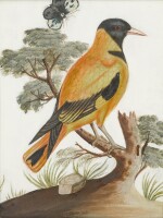 A set of four Irish George II embossed bird gouaches, mid-18th century, by Samuel Dixon