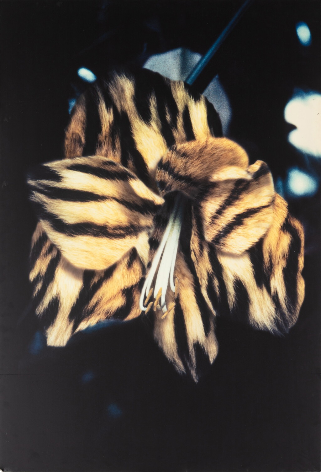 View full screen - View 1 of Lot 44. Leopard Skin Lily.