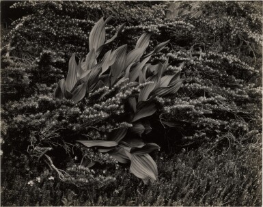 View full screen - View 1 of Lot 72. False Hellebore and Hemlock, Lake Ediza.