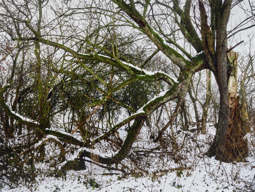 View full screen - View 1 of Lot 939. Baum, Feldberger Seenlandschaft, 2021.