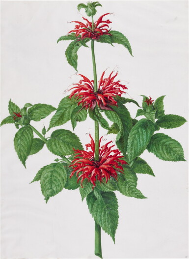 View full screen - View 1 of Lot 51. A Bergamot Plant.