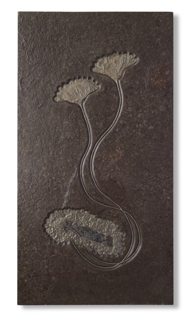 View full screen - View 1 of Lot 6. Fossil Sea Lilies — Jurassic Display.