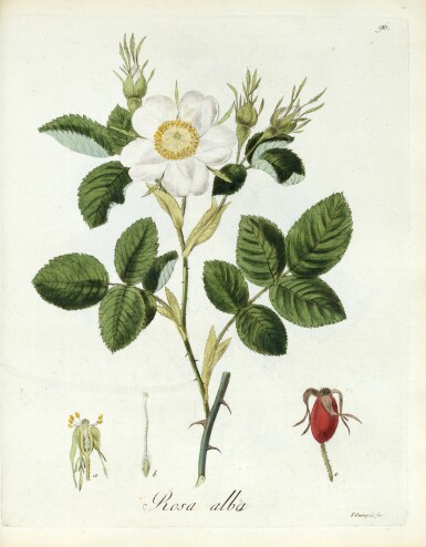 View full screen - View 1 of Lot 505. Carl Ludwig Willdenow | Abbildung der deutschen Holzarten, Berlin, 1815, 2 vols, contemporary half calf.