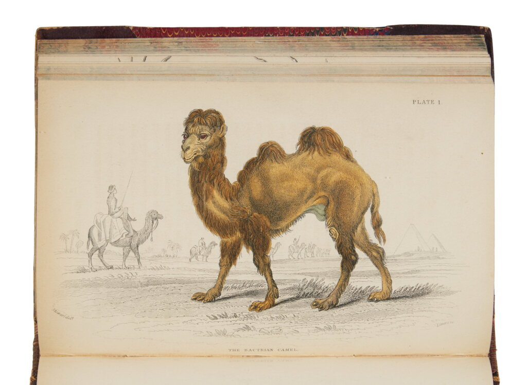 View full screen - View 1 of Lot 1112. Jardine, Sir William (editor) | A "complete" natural history, richly illustrated.