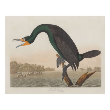 View full screen - View 1 of Lot 1792. JOHN JAMES AUDUBON (AFTER) | FLORIDA CORMORANT (PLATE CCLII).