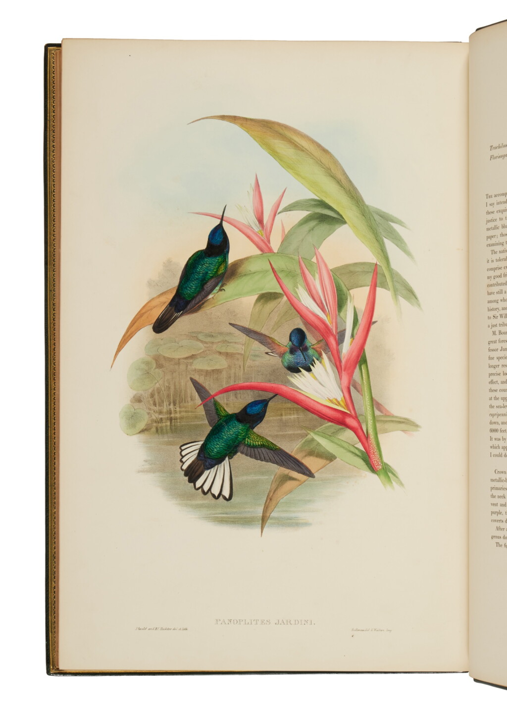 View full screen - View 1 of Lot 1019. Gould, John | Gould's masterpiece, lavishly bound.