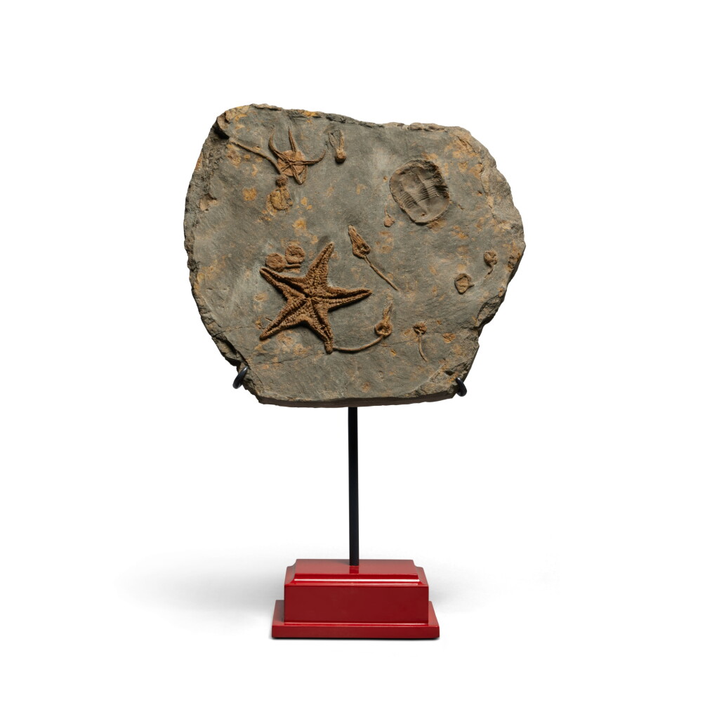 全萤幕检视 - 查看30A Fossil Starfish Plaque的1