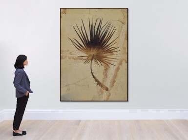 View full screen - View 1 of Lot 33. Fossil Palm Frond.