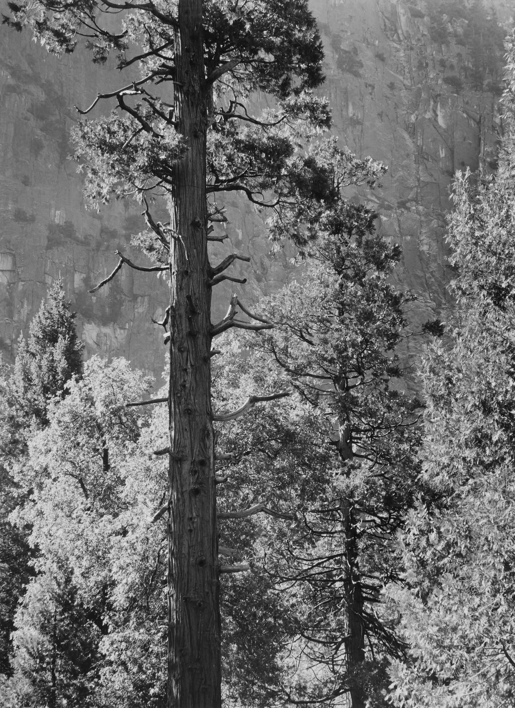 View full screen - View 1 of Lot 34. 'Cedar Tree, Cliffs, Yosemite Valley, California'.