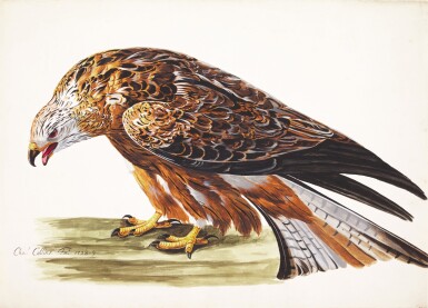 View full screen - View 1 of Lot 62. A golden eagle.