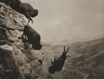 Untitled (Buffaloes)