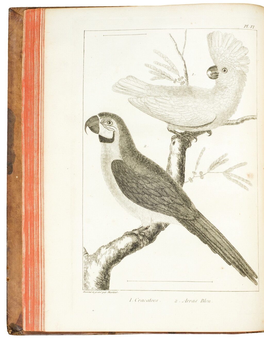 View full screen - View 1 of Lot 115. Ray, John, and François Salerne. The first French edition of the ornithological portions of Ray's Synopsis methodica avium & piscium.