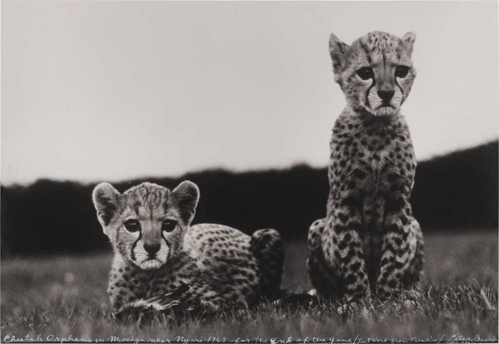 View full screen - View 1 of Lot 68. 'Cheetah Orphans in Mweiga near Nyeri'.