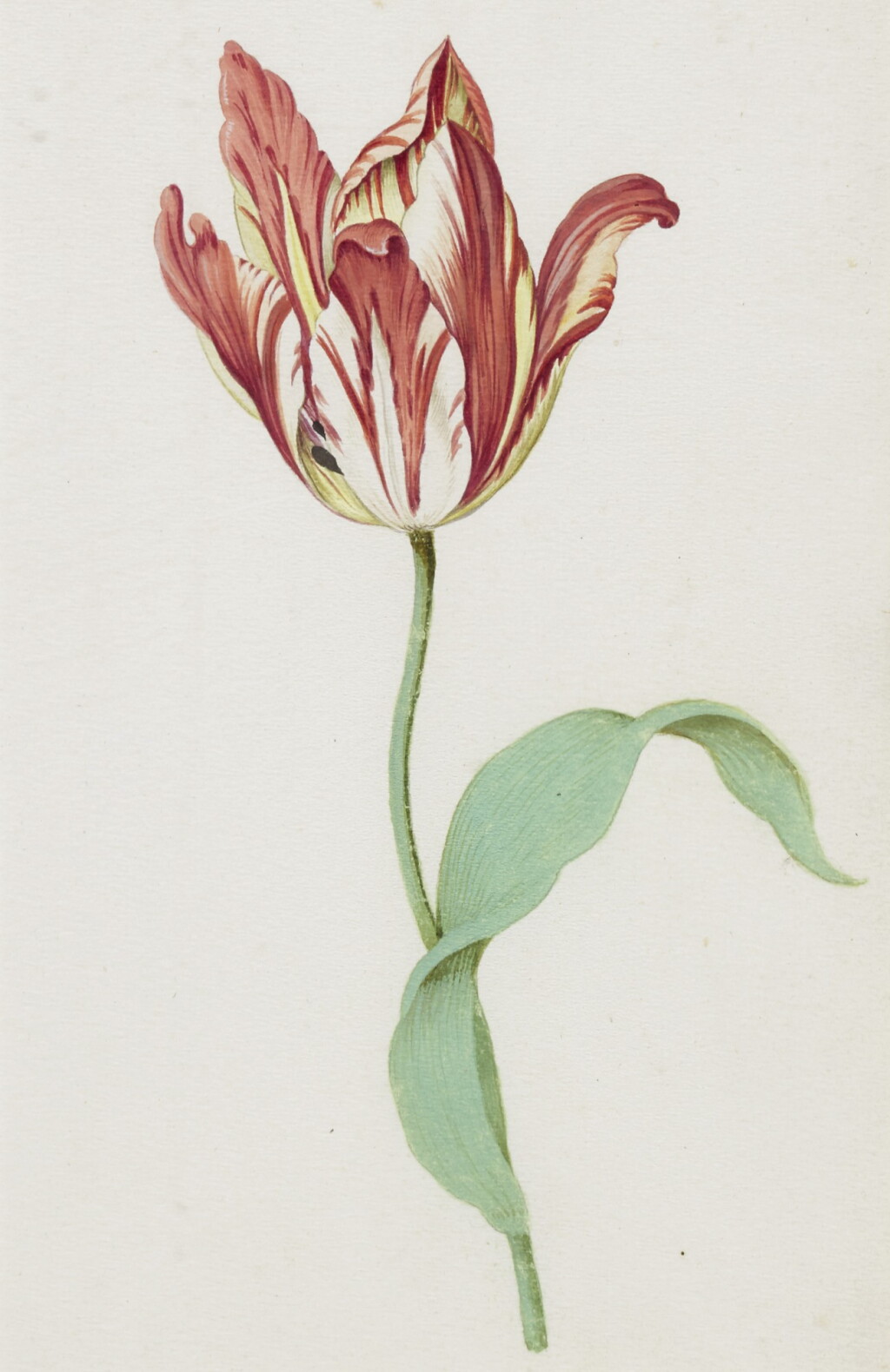 View full screen - View 1 of Lot 4. A Tulip: Admirael Pottebacker.