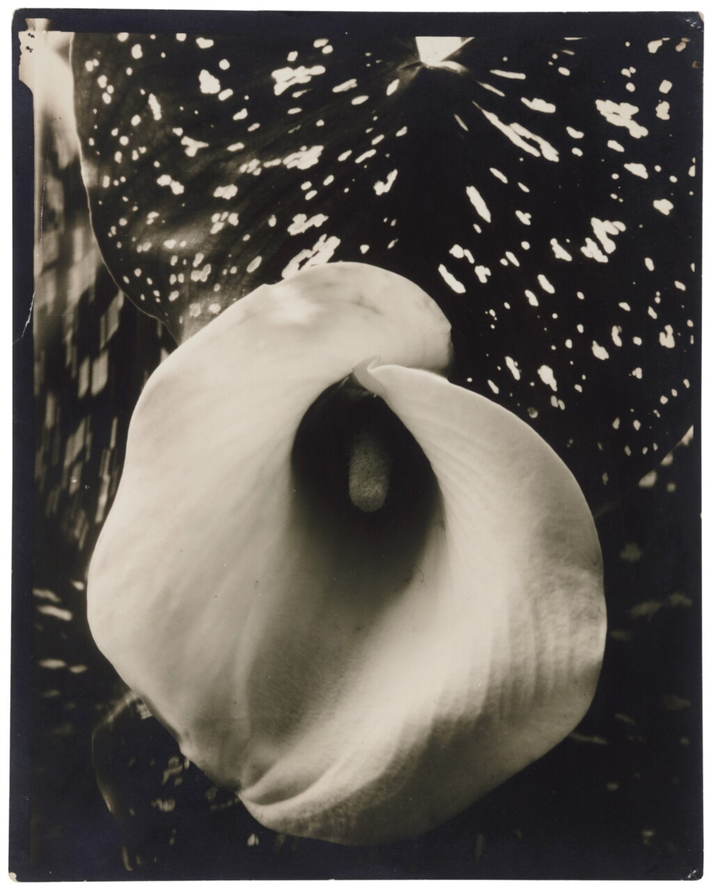 View full screen - View 1 of Lot 24. 'Calla Lily'.