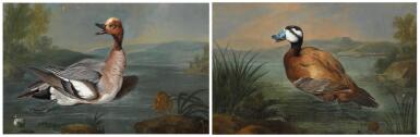View full screen - View 1 of Lot 48. PHILIPP FERDINAND DE HAMILTON | A wigeon; and A ruddy duck.