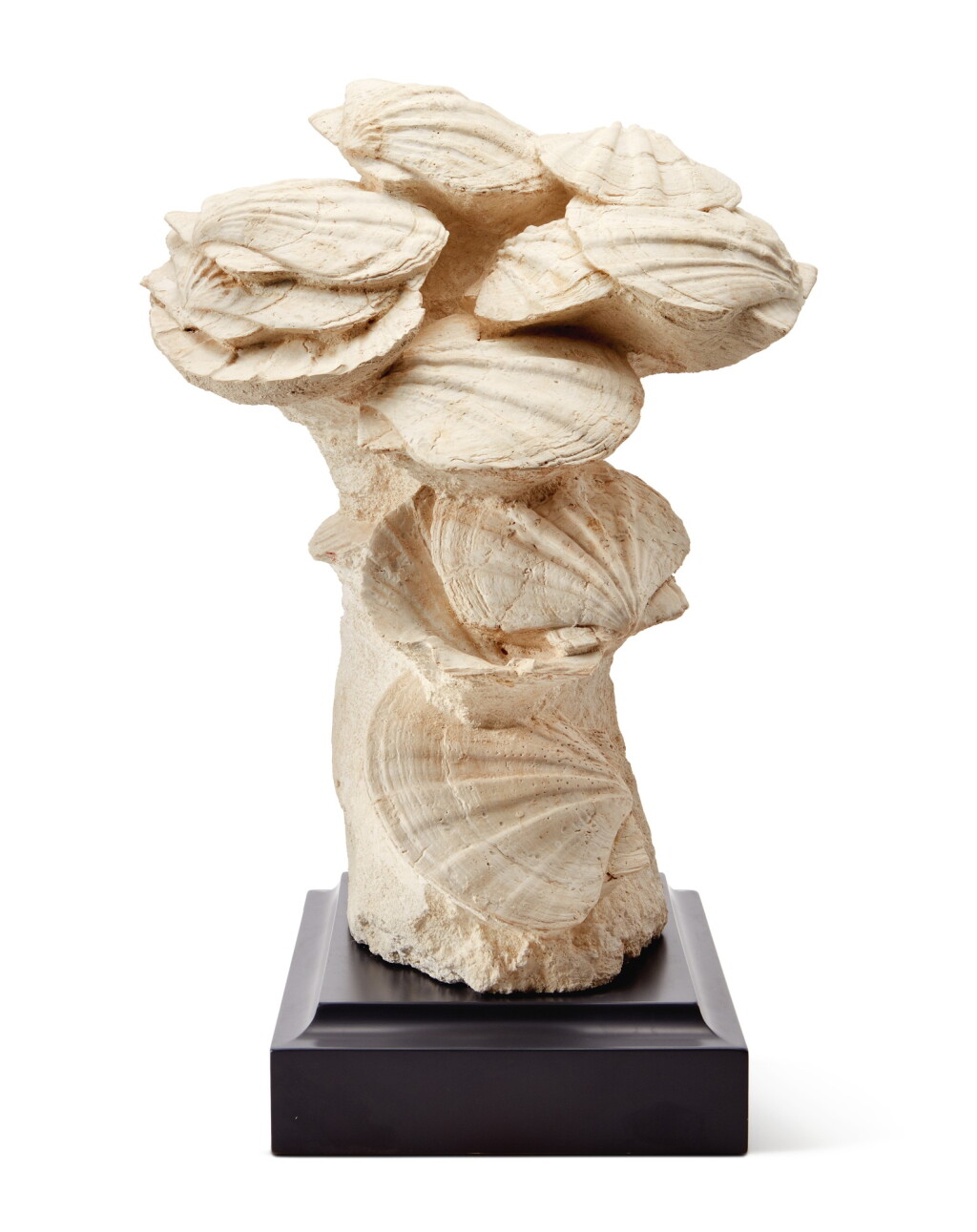 View full screen - View 1 of Lot 51. A BOUQUET OF FOSSILIZED SAINT-JACQUES SHELLS.