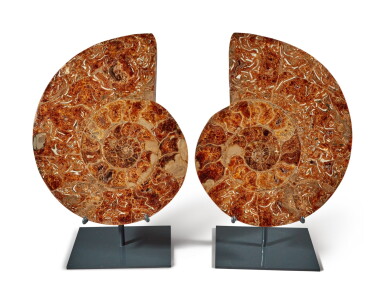 View full screen - View 1 of Lot 19. A Very Large Split Ammonite.
