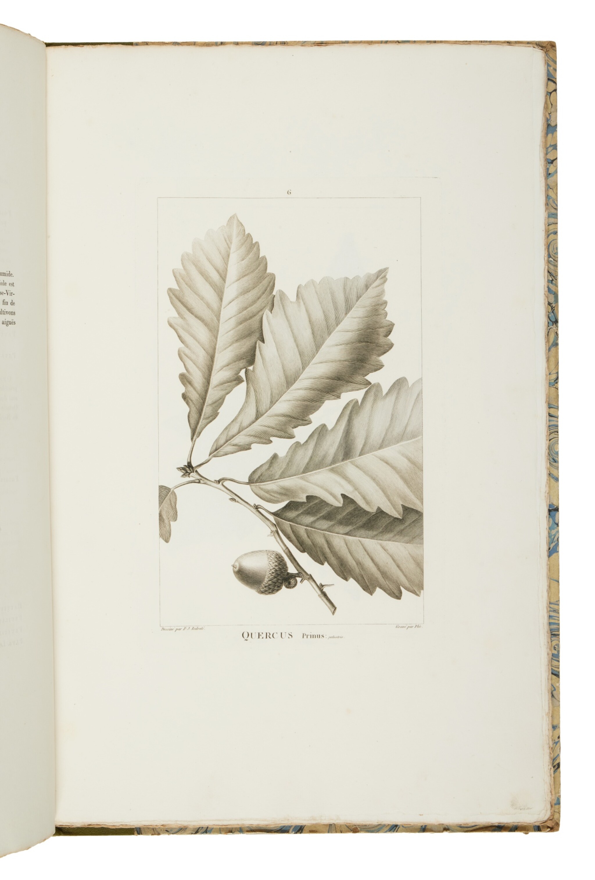 Michaux, André A groundbreaking monograph on American oaks, the Arpad