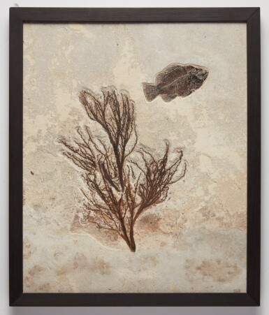 View full screen - View 1 of Lot 27. A Fossilized Bass and Algae Plaque.