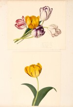 Lady Harriet Bentinck | An album of flower drawings, mid-nineteenth century