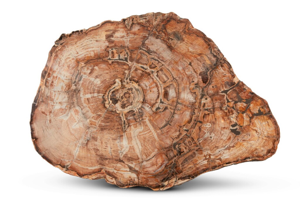 View full screen - View 1 of Lot 34. A Giant Slice of a Petrified Golden Sequoia.