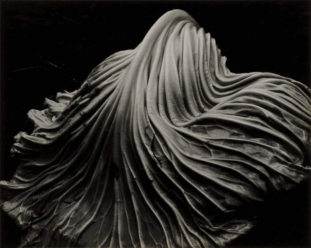 View full screen - View 1 of Lot 115. Cabbage.