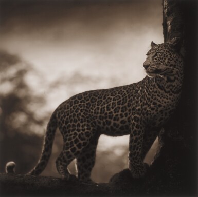 View full screen - View 1 of Lot 497. Leopard in Crook of Tree, Nakuru.