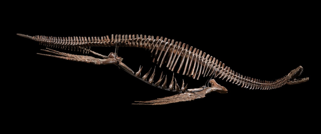 View full screen - View 1 of Lot 4. A Mounted Plesiosaur Skeleton.