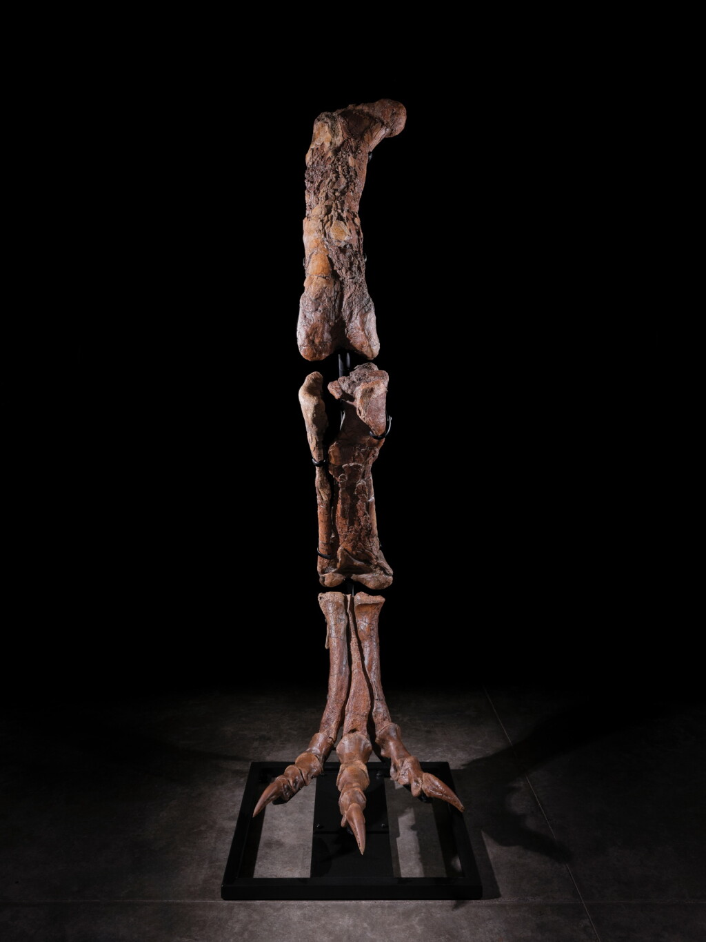 View full screen - View 1 of Lot 21. Tyrannosaurus Rex Leg.