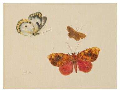 View full screen - View 1 of Lot 136. Study of three Butterflies.