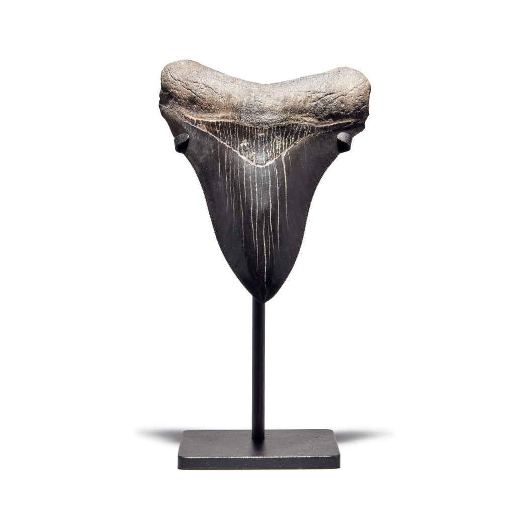 View full screen - View 1 of Lot 43. Megalodon Shark Tooth — Georgia.