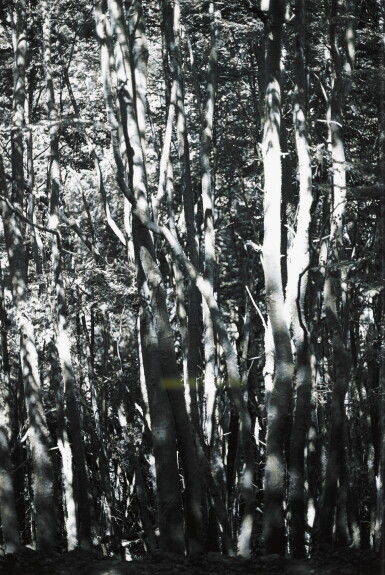 View full screen - View 1 of Lot 97. Wald (Tierra del Fuego) II.