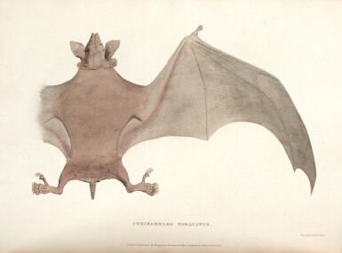 View full screen - View 1 of Lot 355. Thomas Horsfield | Zoological researches in Java and the neighbouring islands, London, 1824, contemporary blue morocco.