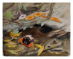 LAND CRAB HABITAT