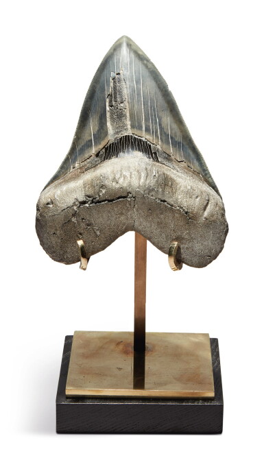 View full screen - View 1 of Lot 54. THE TOOTH OF A MEGALODON.