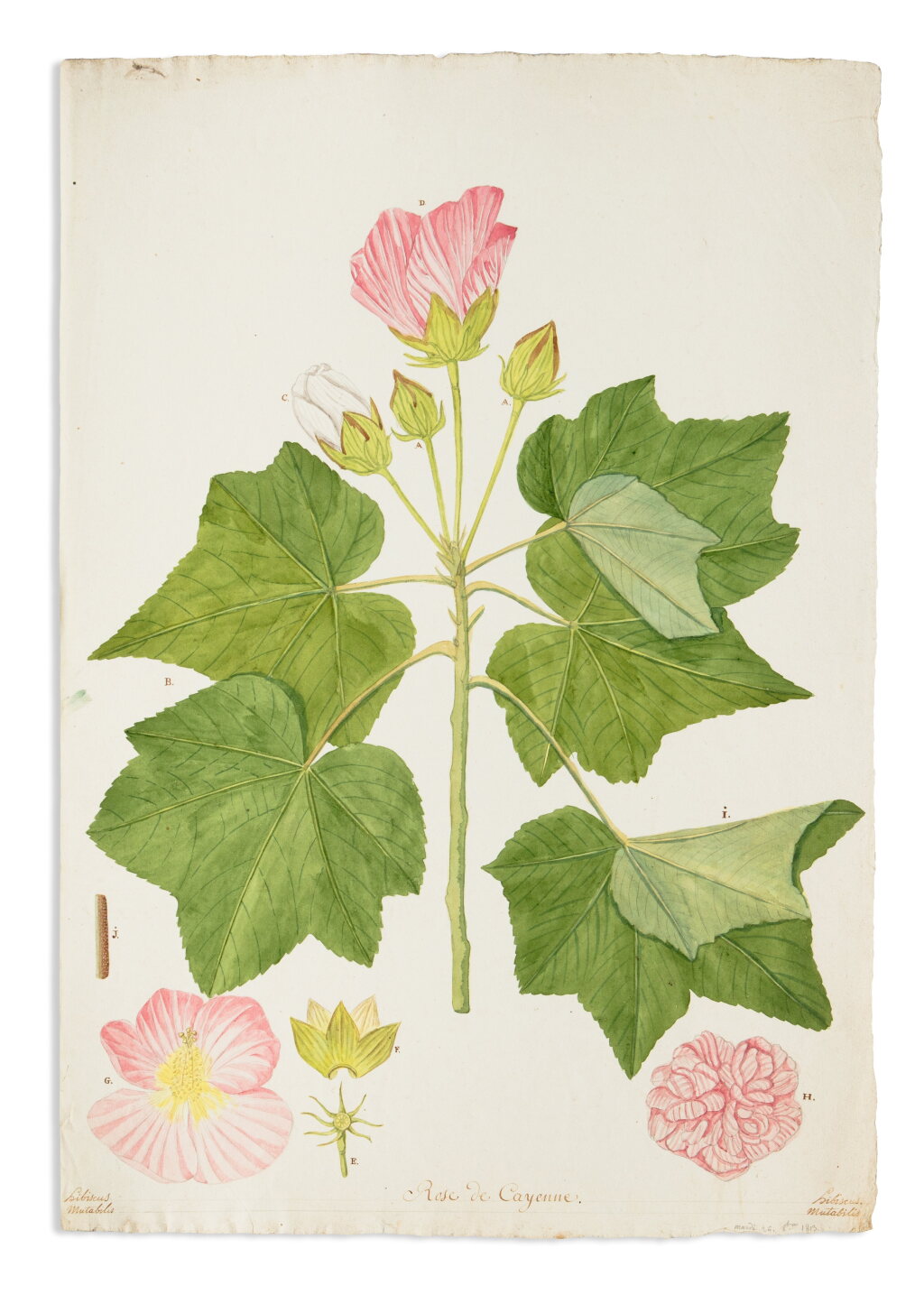 View full screen - View 1 of Lot 9. Très important ensemble d’environ 415 aquarelles originales pour le jardin botanique de la Marine de Toulon. 1794-1827..