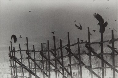 View full screen - View 1 of Lot 5. 'Nayoro' (from 'The Solitude of Ravens').