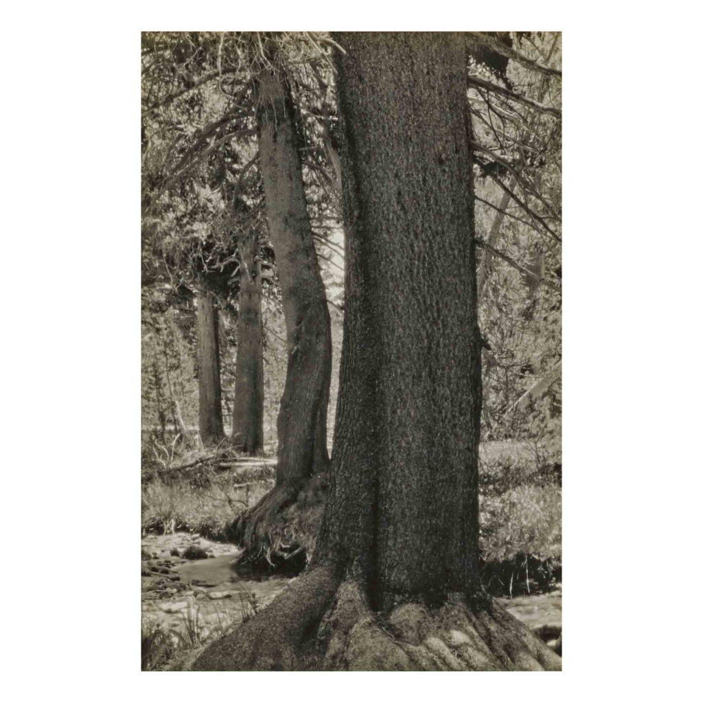 View full screen - View 1 of Lot 66. Lodgepole Pines, Yosemite.