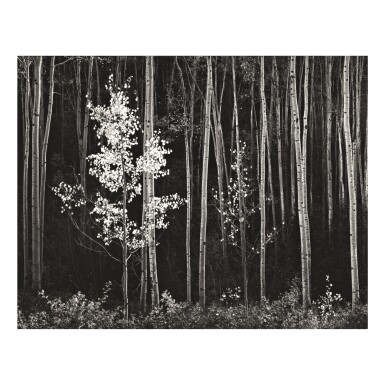 View full screen - View 1 of Lot 102. ANSEL ADAMS | ASPENS, NORTHERN NEW MEXICO.