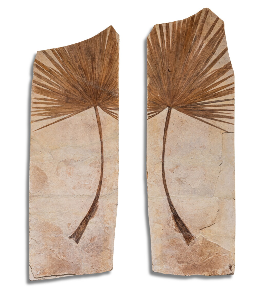 View full screen - View 1 of Lot 26. Fossil Palm Frond Plates (Positive & Negative).