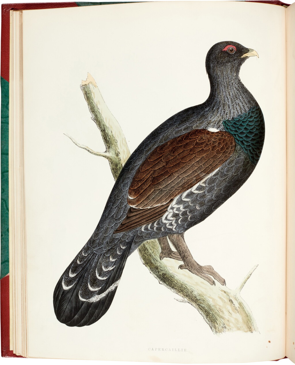 View full screen - View 1 of Lot 202. Beverley R. Morris | British Game Birds and Wildfowl, London, 1855.