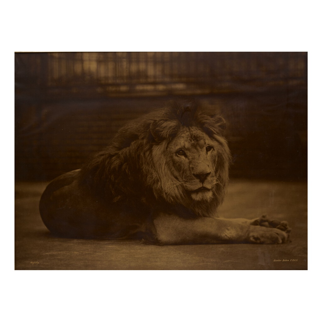 View full screen - View 1 of Lot 170. GAMBIER BOLTON | 'MAJESTY'.