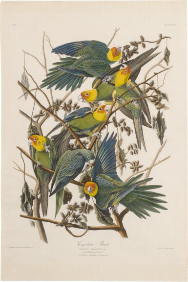 View full screen - View 1 of Lot 488. Carolina Parrot (Plate 26).